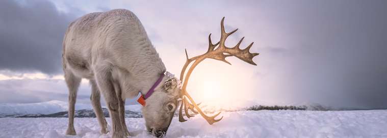NORVÈGE | Tromsø - Magie Arctique 3* à partir de 2409 € / personne