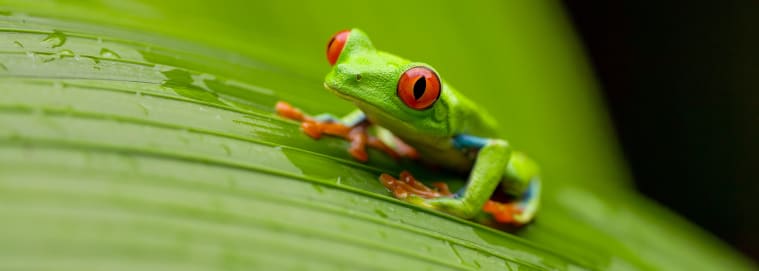 COSTA RICA | San José - Autotour entre forêt tropicale et plage ensoleillée 3* dès 1949 € / personne