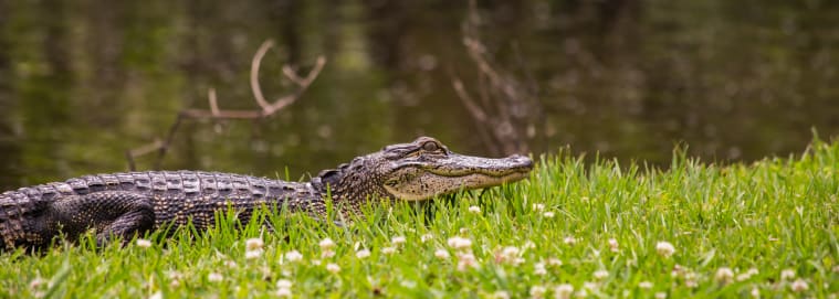 LOUISIANE | Nouvelle Orleans - A la découverte de la Louisiane au volant 3* dès 1629 € / personne