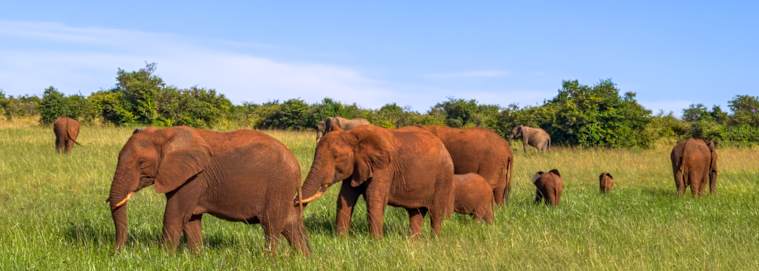 KENYA | Nairobi - Le meilleur du Kenya en safari 3* dès 2599 € / personne