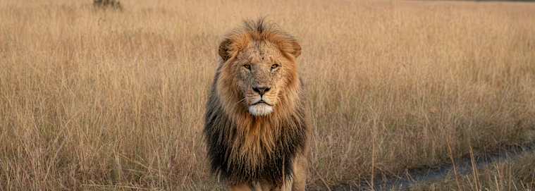 KENYA | Nairobi - Le meilleur du Kenya en safari 3* dès 2599 € / personne