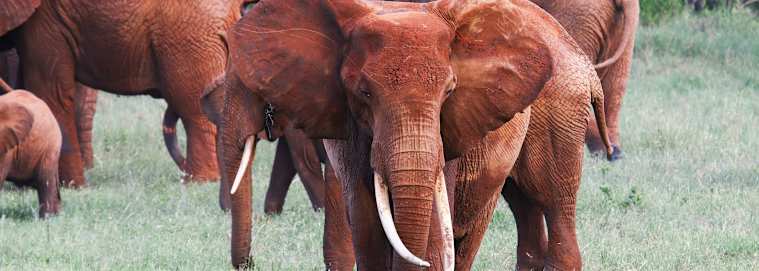 KENYA | Mombasa - Du majestueux Kilimandjaro jusqu'aux rives de Diani beach 3* dès 2489 € / personne