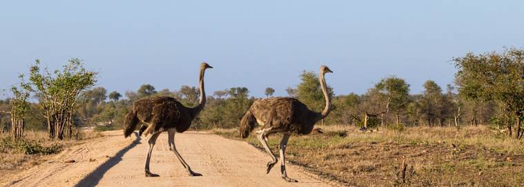 AFRIQUE DU SUD | De Cap Town à Johannesburg - Patchwork Sud Africain 4* à partir de 4909 € / personne
