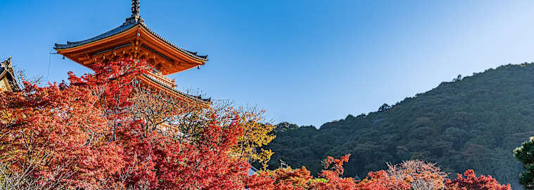 JAPON | De Tokyo à Osaka - Japon aux 1001 contrastes 3* dès 3238 € / chambre
