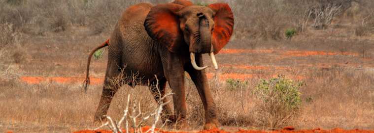 KENYA | De Nairobi à Mombasa - Sur la terre du peuple Masai, hors des sentiers battus 4* à partir de 2609 € / personne