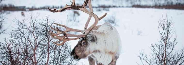 LAPONIE | Rovaniemi - Immersion Polaire à Rovaniemi 3* à partir de 3319 € / personne