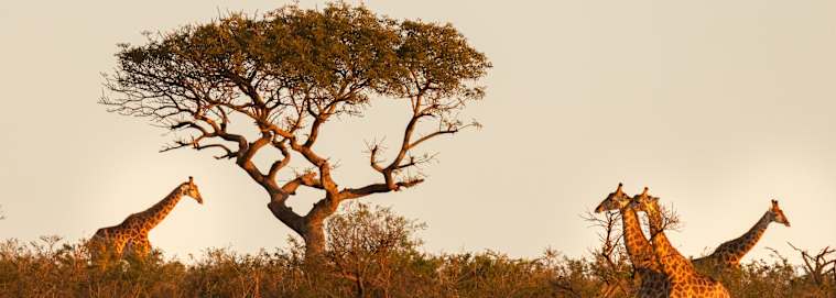 AFRIQUE DU SUD | De Cap Town à Johannesburg - Sur les routes de l’Afrique du Sud, pays de l’arc-en-ciel 3* à partir de 2509 € / personne
