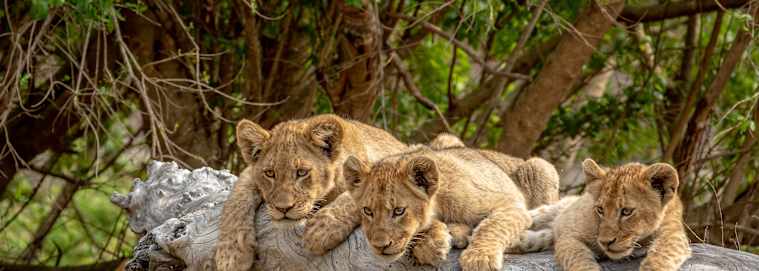 AFRIQUE DU SUD | De Cap Town à Johannesburg - Sur les routes de l’Afrique du Sud, pays de l’arc-en-ciel 3* à partir de 2509 € / personne