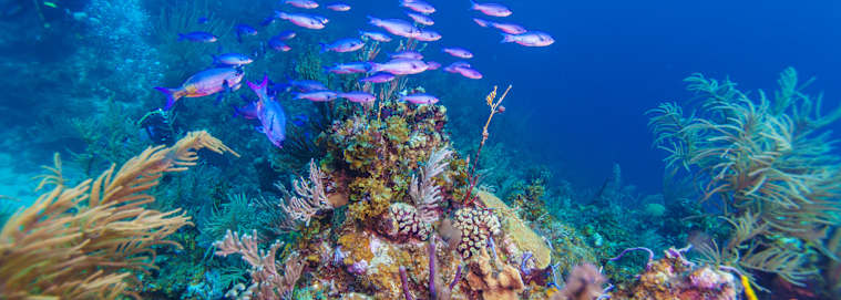 CUBA | La Havane - Voyage Signature : La Havane & Cayo Largo Sur 4* à partir de 1338 € / chambre