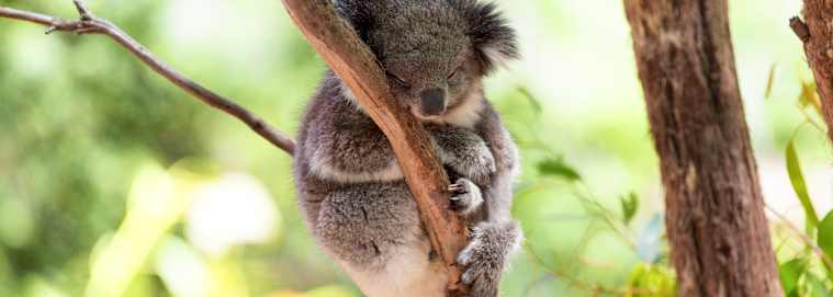 SINGAPOUR ET AUSTRALIE | De Singapour à Cairns - Singapour & Australie : La route des merveilles en 4* dès 4809 € / personne