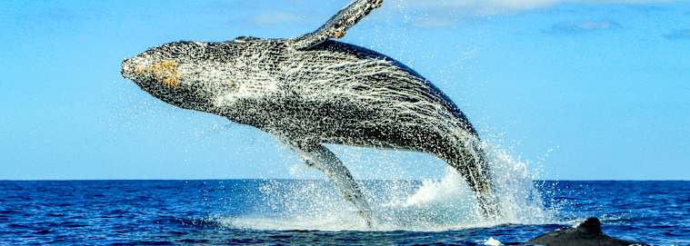 MEXIQUE | Los Cabos - Autotour Basse-Californie du Sud 3* dès 2199 € / personne