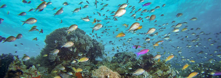 PHILIPPINES | Cebu - Combiné Cebu - Panglao 3* à partir de 1749 € / personne