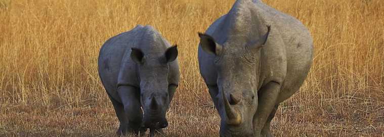 AFRIQUE DU SUD | De Cape Town à Johannesburg - Autotour en Afrique du Sud, du Cap aux Big Five 4* dès 3319 € / personne