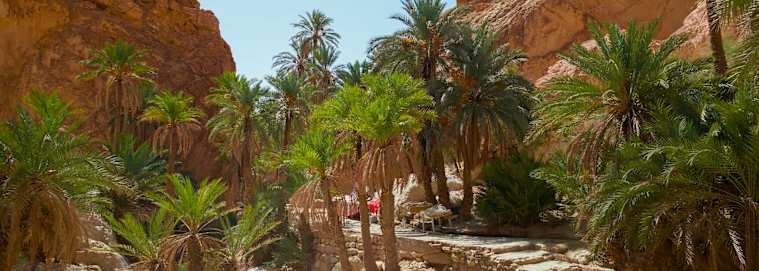 TUNISIE | Hammamet - Balade Tunisienne, visite en petit groupe avec guide francophone 4* à partir de 859 € / personne