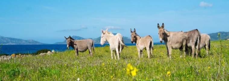 SARDAIGNE | Olbia - Autotour beauté de la Sardaigne 4* dès 619 € / personne