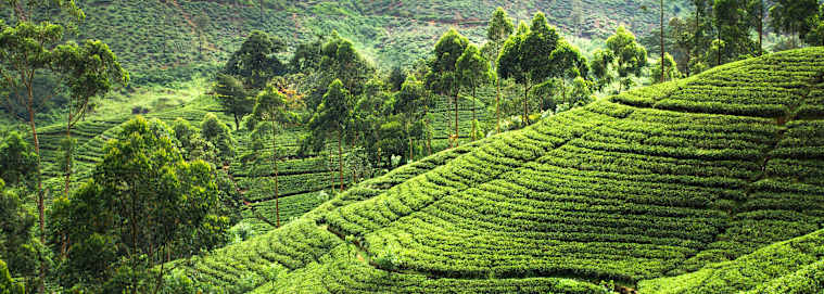 SRI LANKA | Colombo - Le Sri Lanka du Nord au Sud 3*/4* dès 2429 € / personne