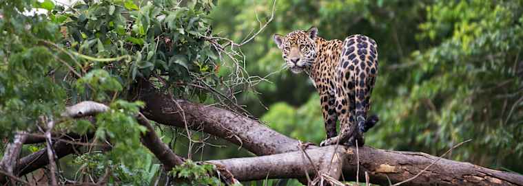 COSTA RICA | San José - Au Cœur de la Nature : Jungle, Plages et Volcans 3* dès 2229 € / personne
