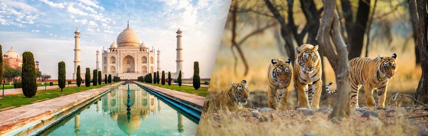 Inde Du Nord Et Safari Dans Le Parc National De Ranthambore