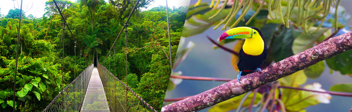 Autotour Entre Forêt Tropicale Et Plage Ensoleillée 3*
