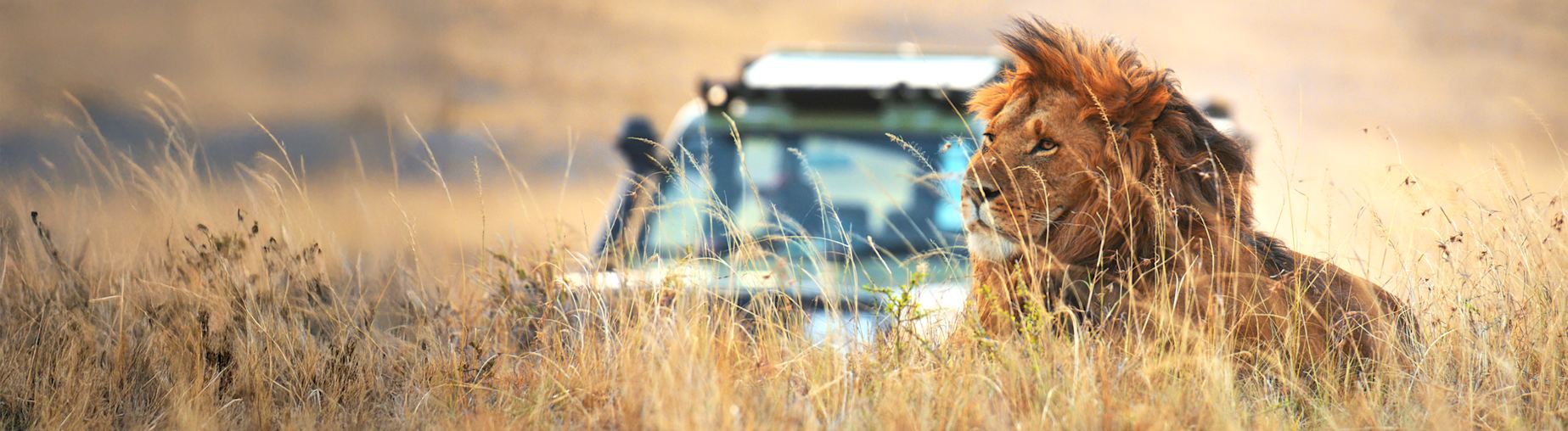 Découvrez notre sélection de Safaris