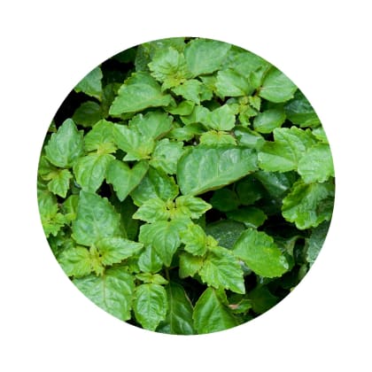 KIT Patchouli KIT Patchouli