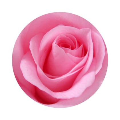 KIT Rosa OPULENTA - ENVELOPING KIT Rosa OPULENTA - ENVELOPING