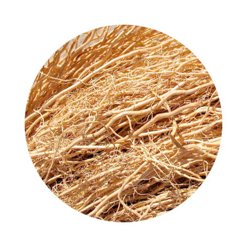 KIT Vetiver KIT Vetiver
