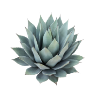 blue agave