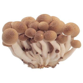 Beech Mushroom