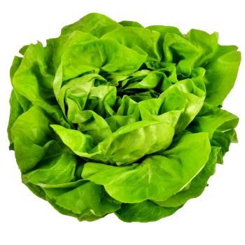 Butter Lettuce