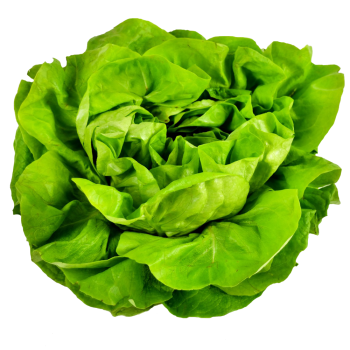 butter lettuce