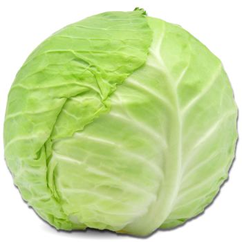 Cabbage