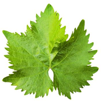 Grape Leaves