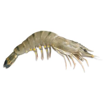Jumbo Tiger Shrimp