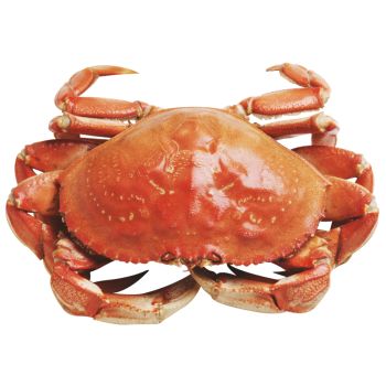 Dungeness Crab