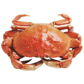 dungeness crab