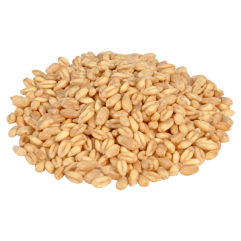 durum wheat