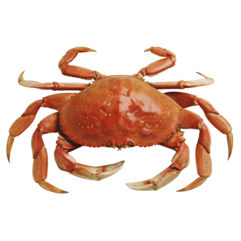 crab