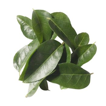 Curry Leaves