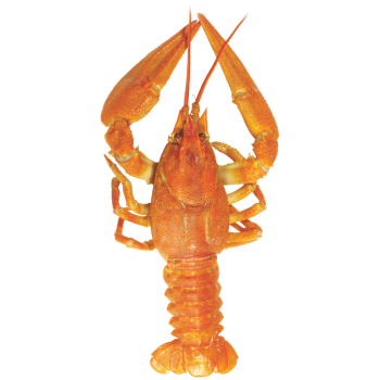 lobster