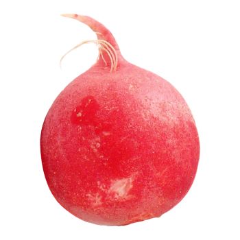 Radish