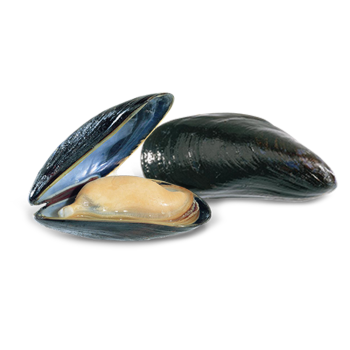 mussels