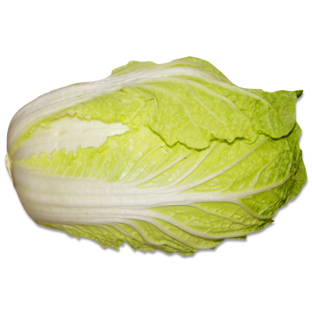 napa cabbage