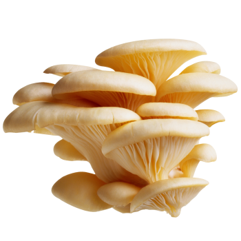 oyster mushroom