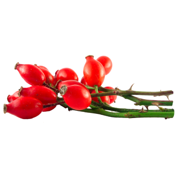 rose hip