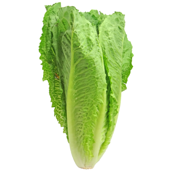 romaine lettuce