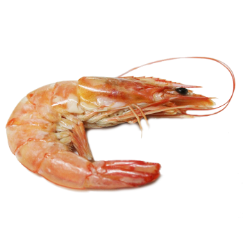 Spot Shrimp Nutrition Facts And Calories, Description