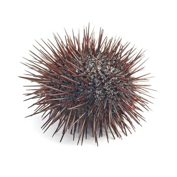Sea Urchin