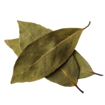 Bay Leaf