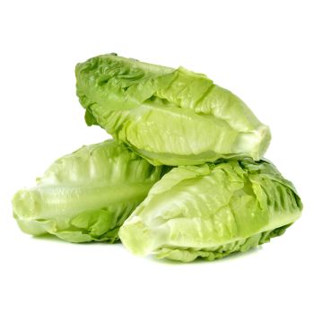 Baby Lettuce